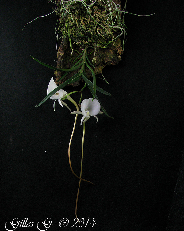 Dendrobium tobaense