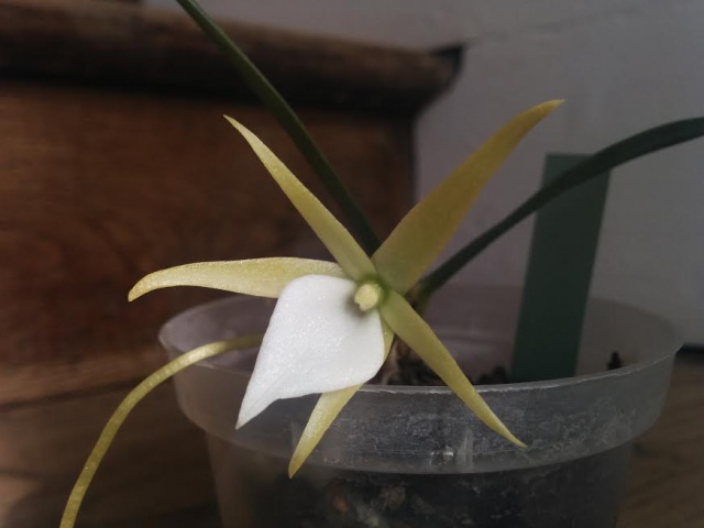 Angraecum sp.