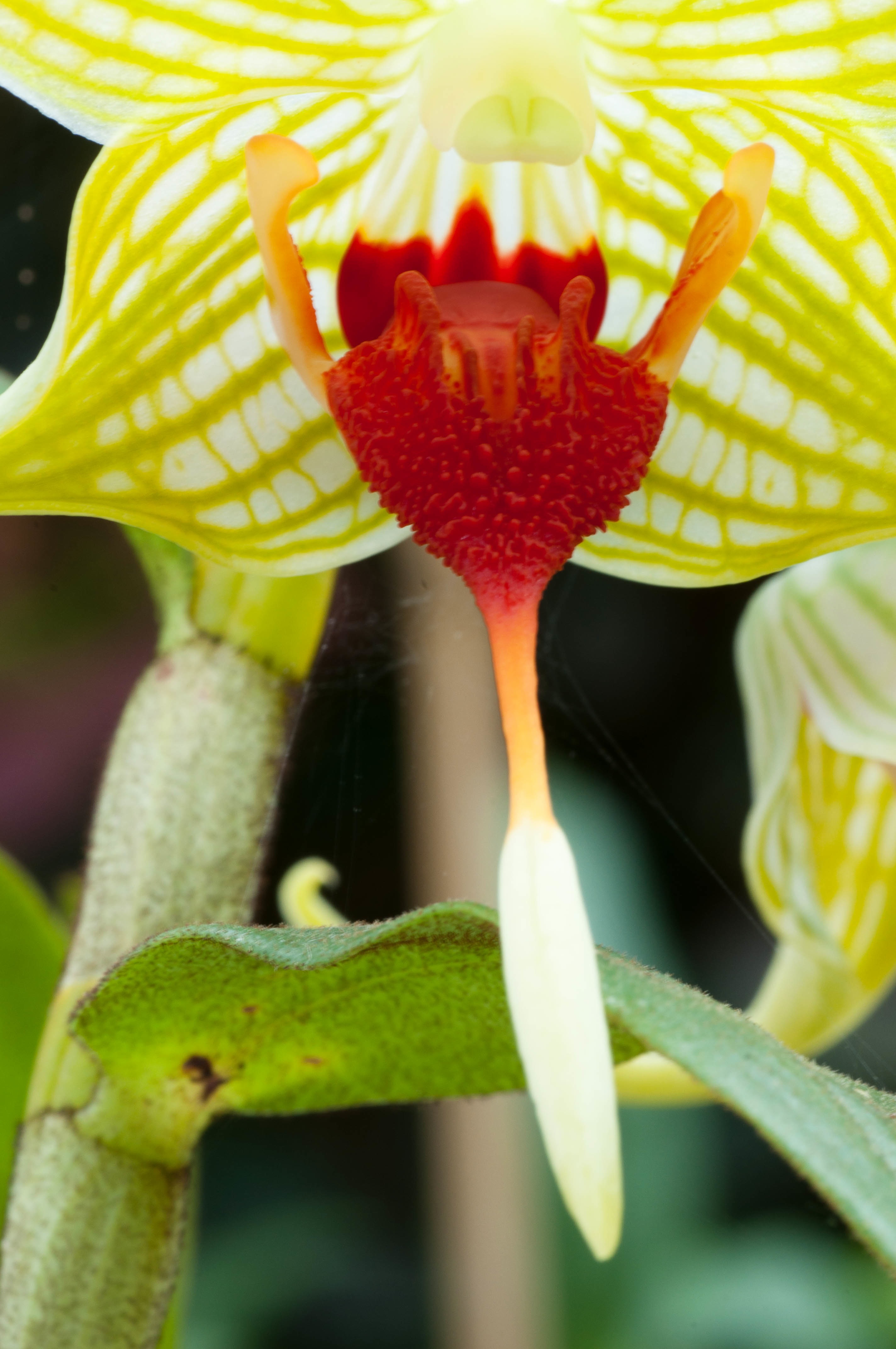 Dendrobium tobaense