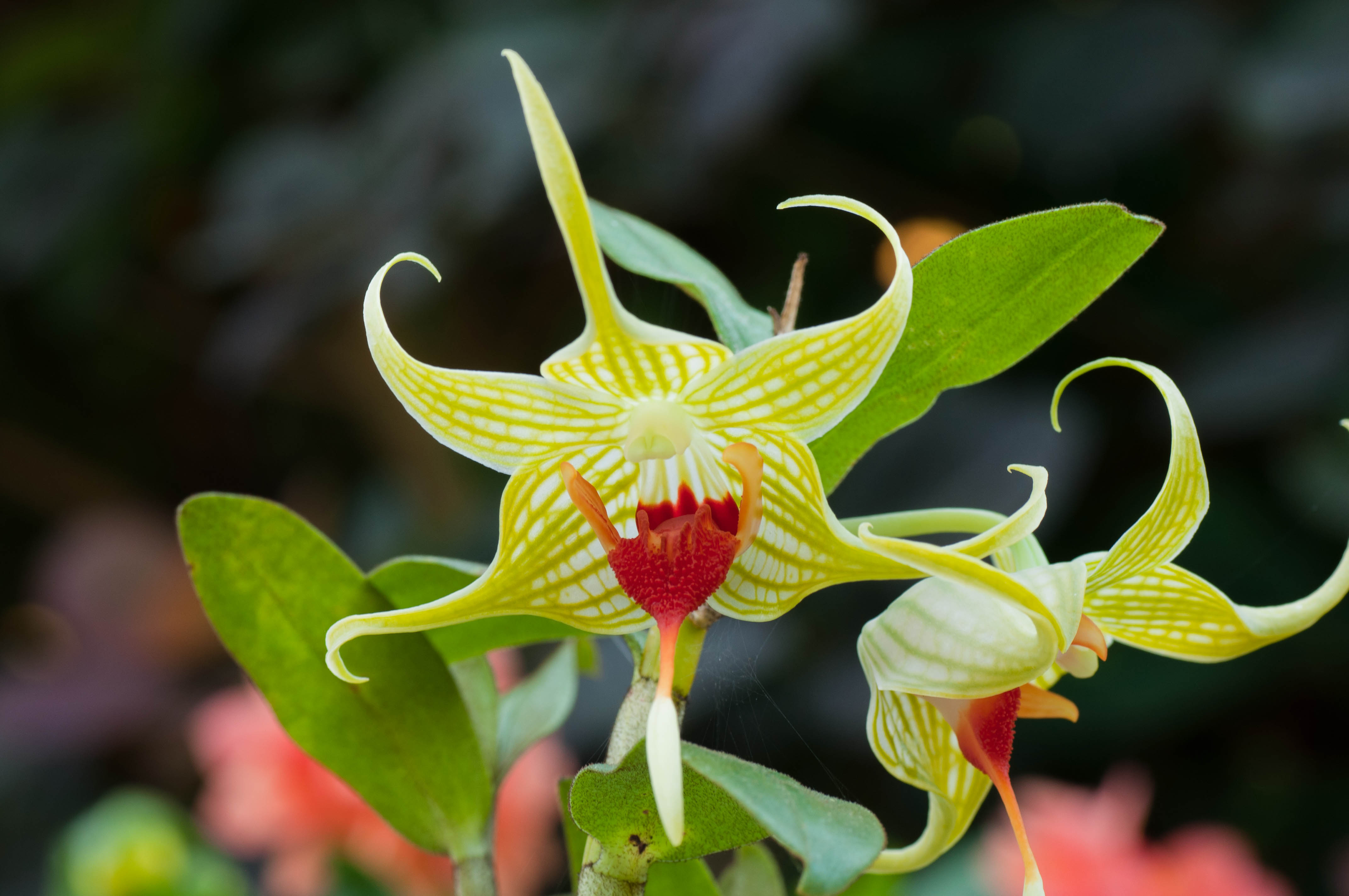 Dendrobium tobaense