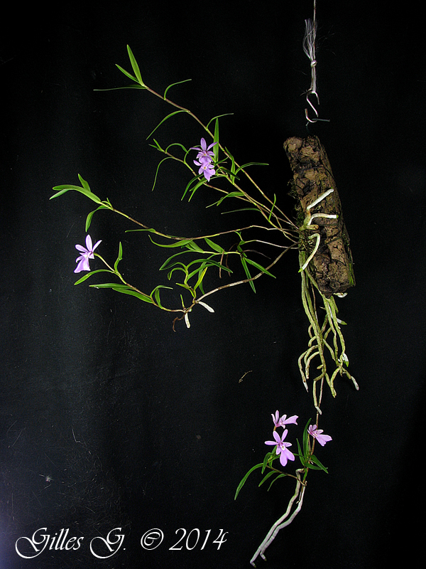 Epidendrum centropetalum