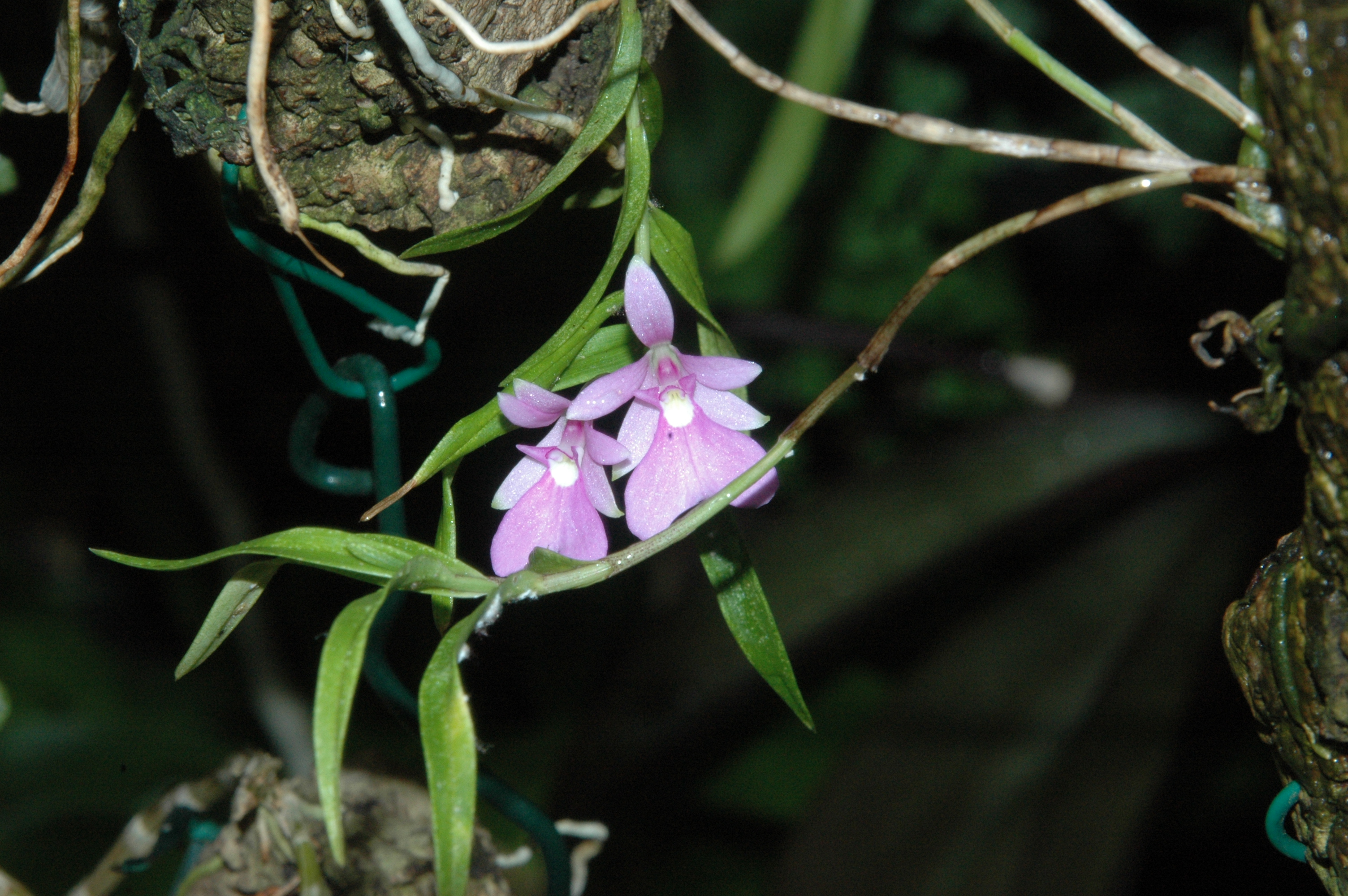 Epidendrum centropetalum