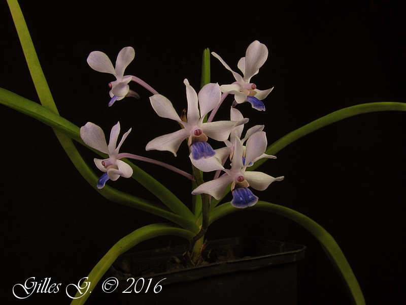 Vanda coerulescens