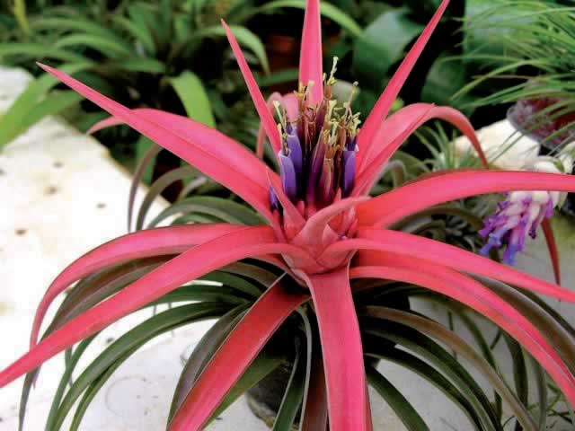 Tillandsia Ionantha