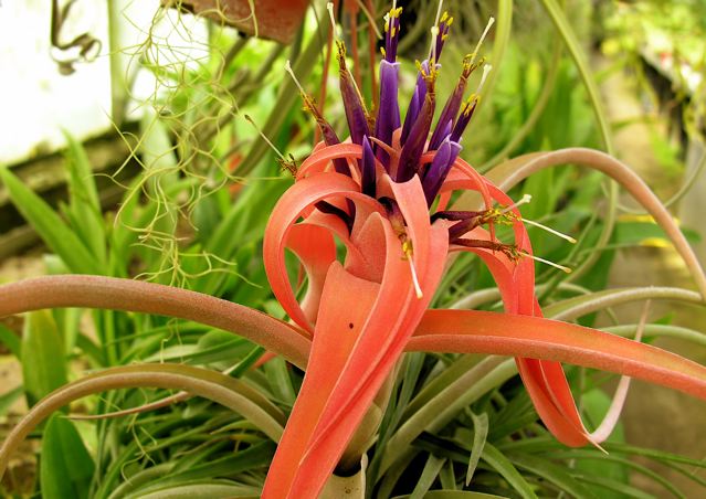 Tillandsia capitata1