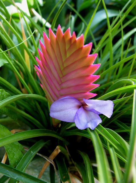 Tillandsia cianae