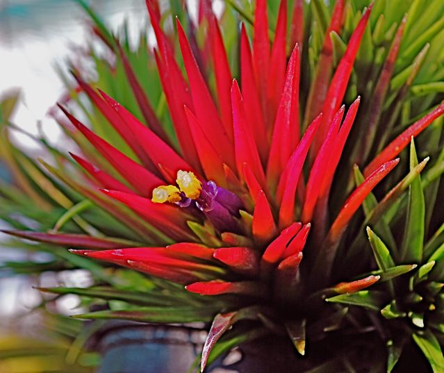 Tillandsia sp
