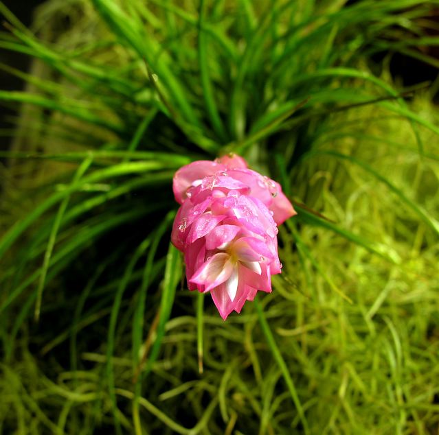 Tillandsia stricta