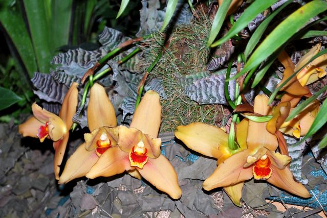 Lycaste