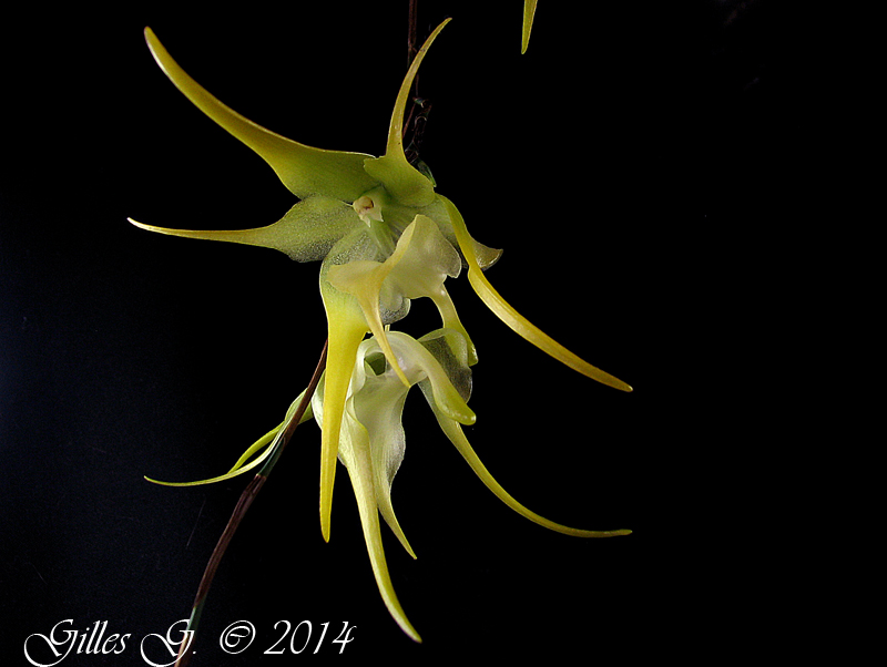 Aeranthes grandiflora