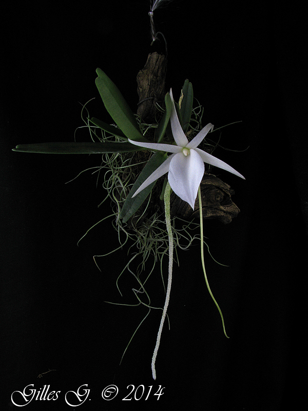 Angraecum didieri