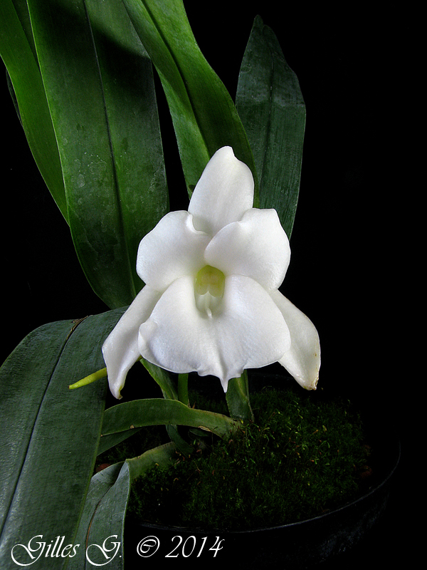 Angraecum magdalenae