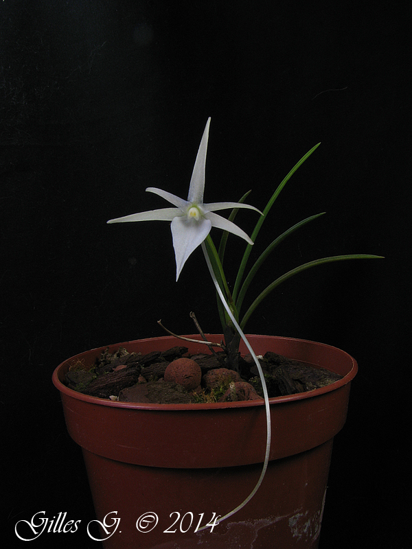 Angraecum popowii