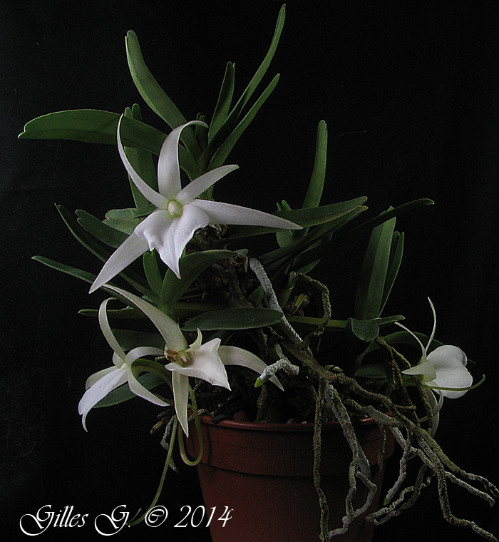 Angraecum rutenbergianum