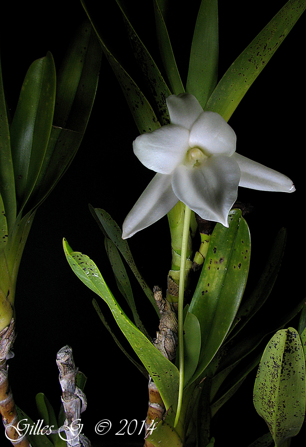 Angraecum sororium