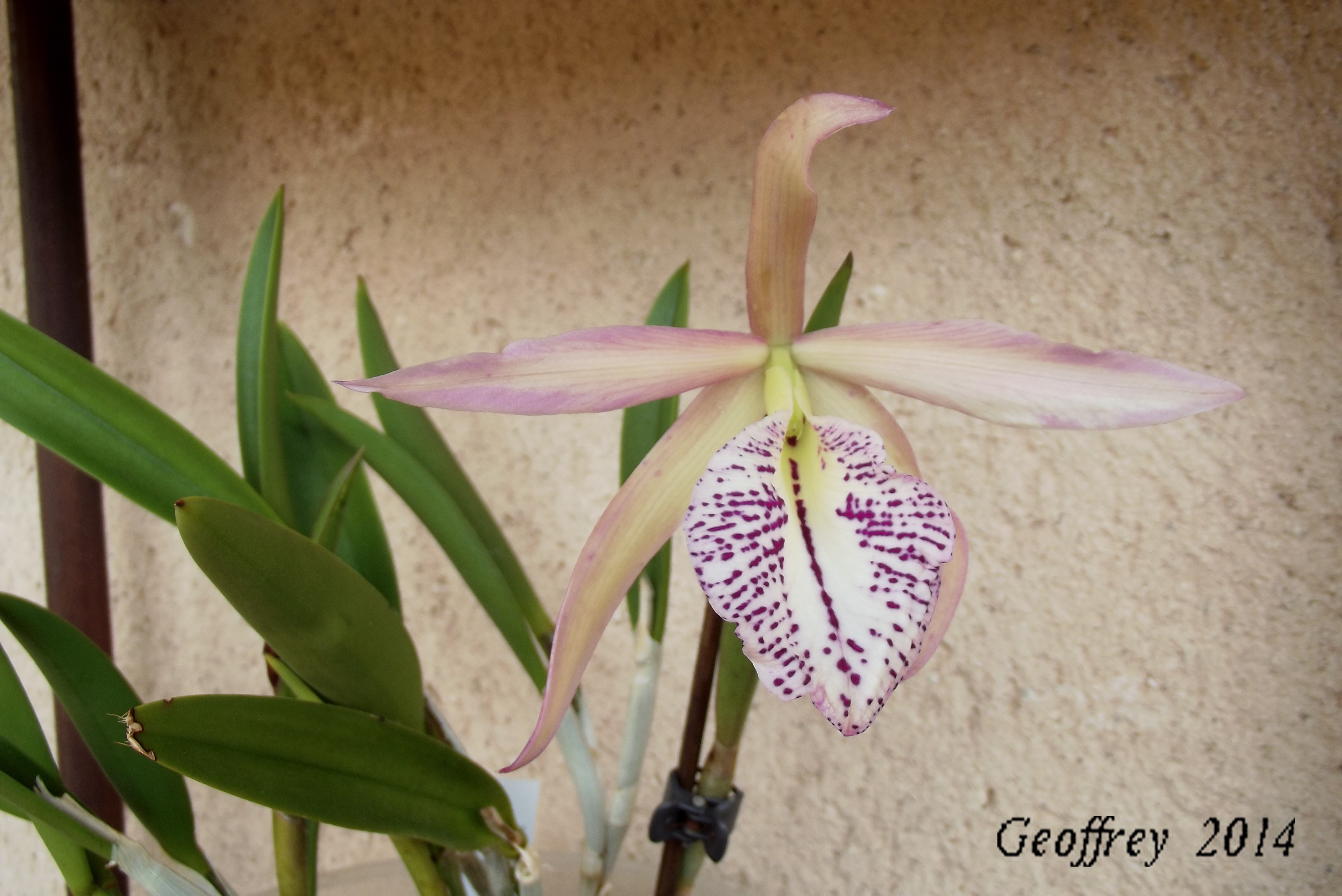 Brassavola nodosa X Cattleya brinde show