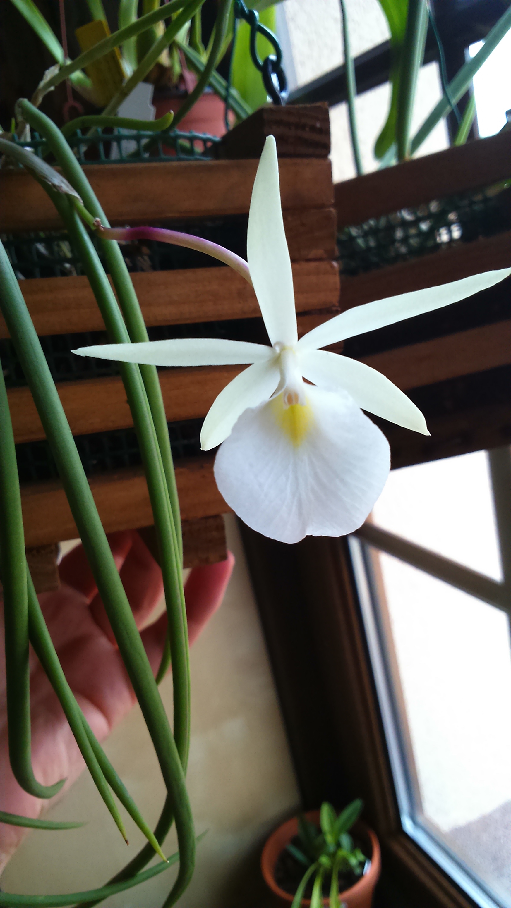 Brassavola flagerallis