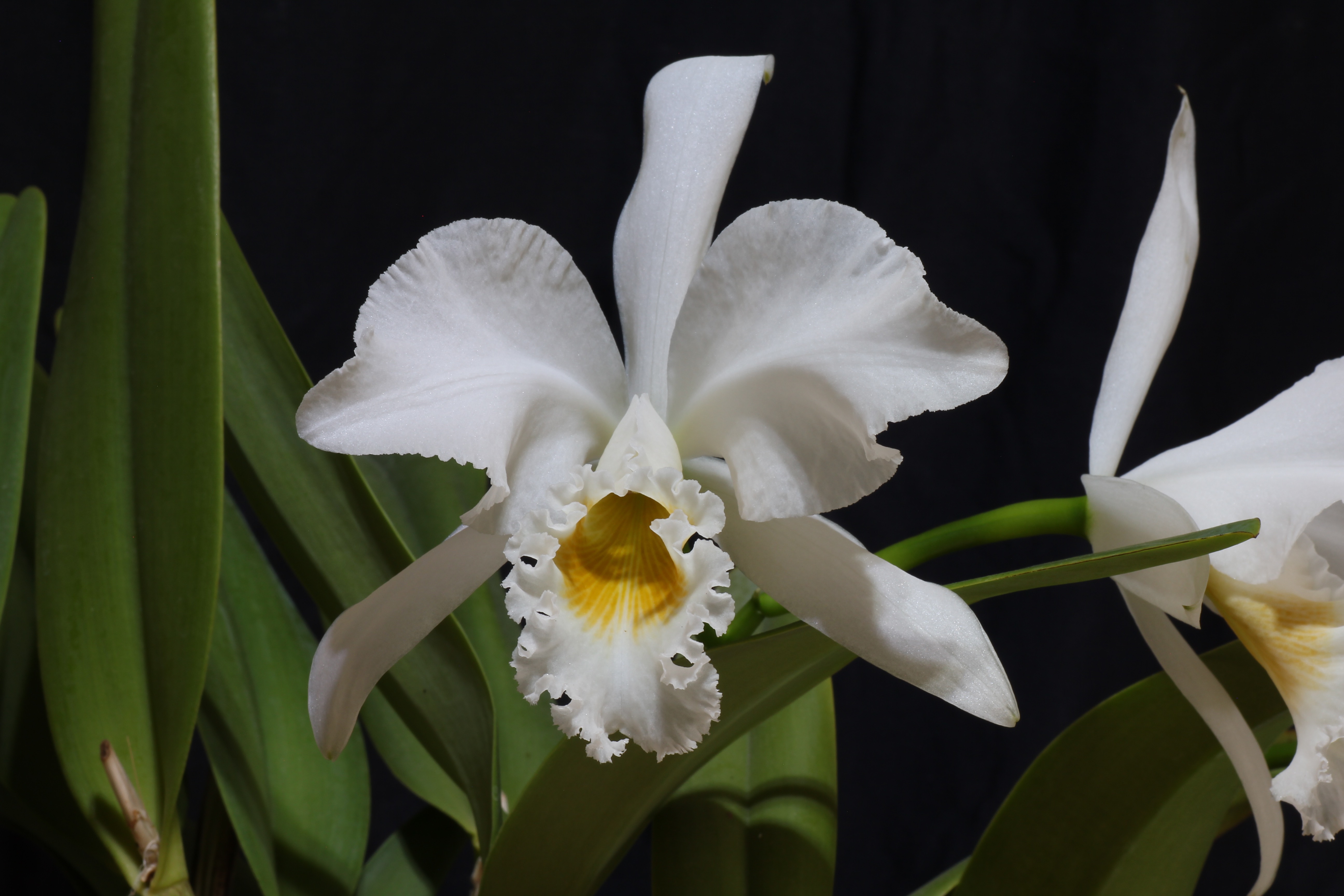 Cattleya gaskelliana