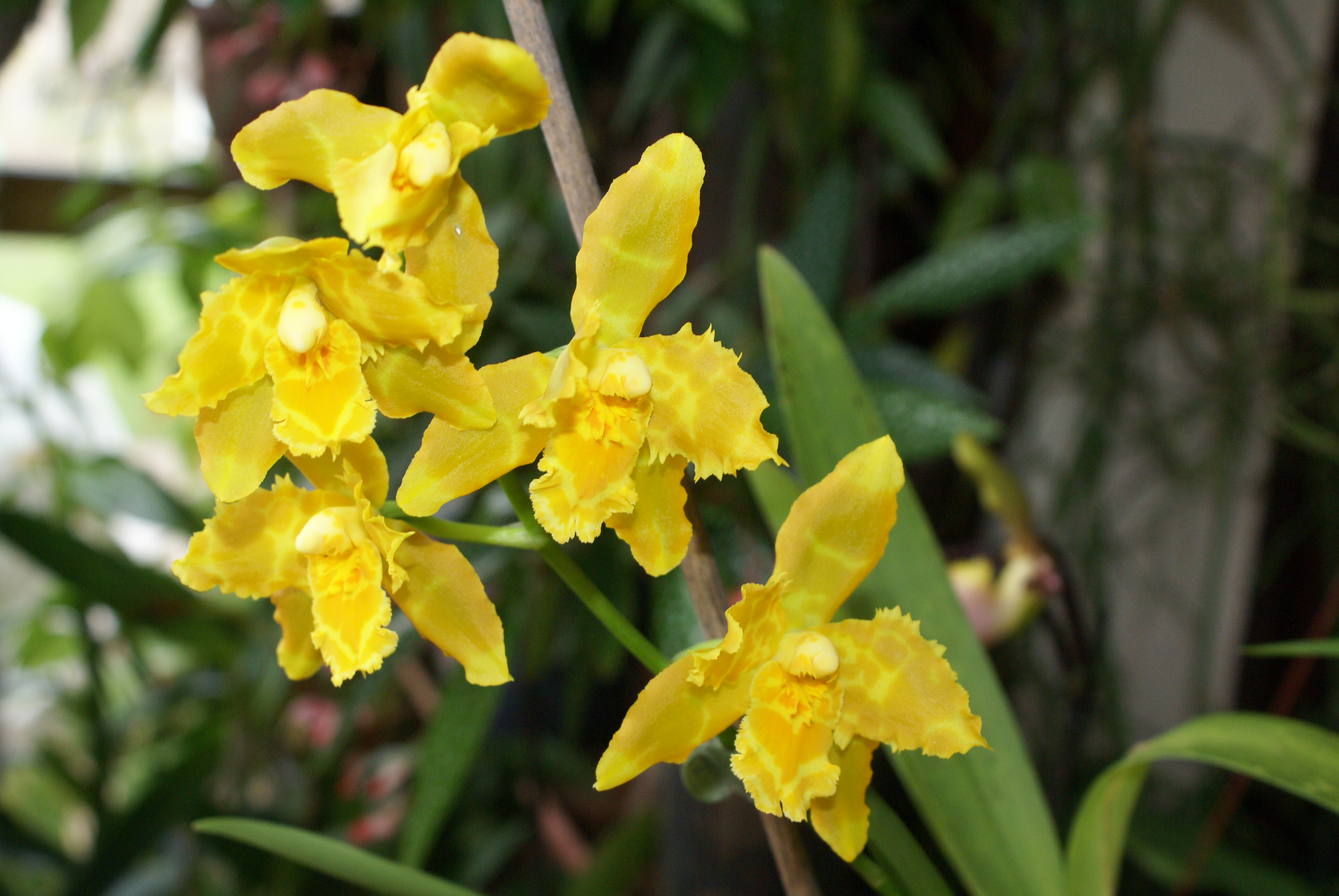 Odm Anneliese Rothenber X Oncidium Parade