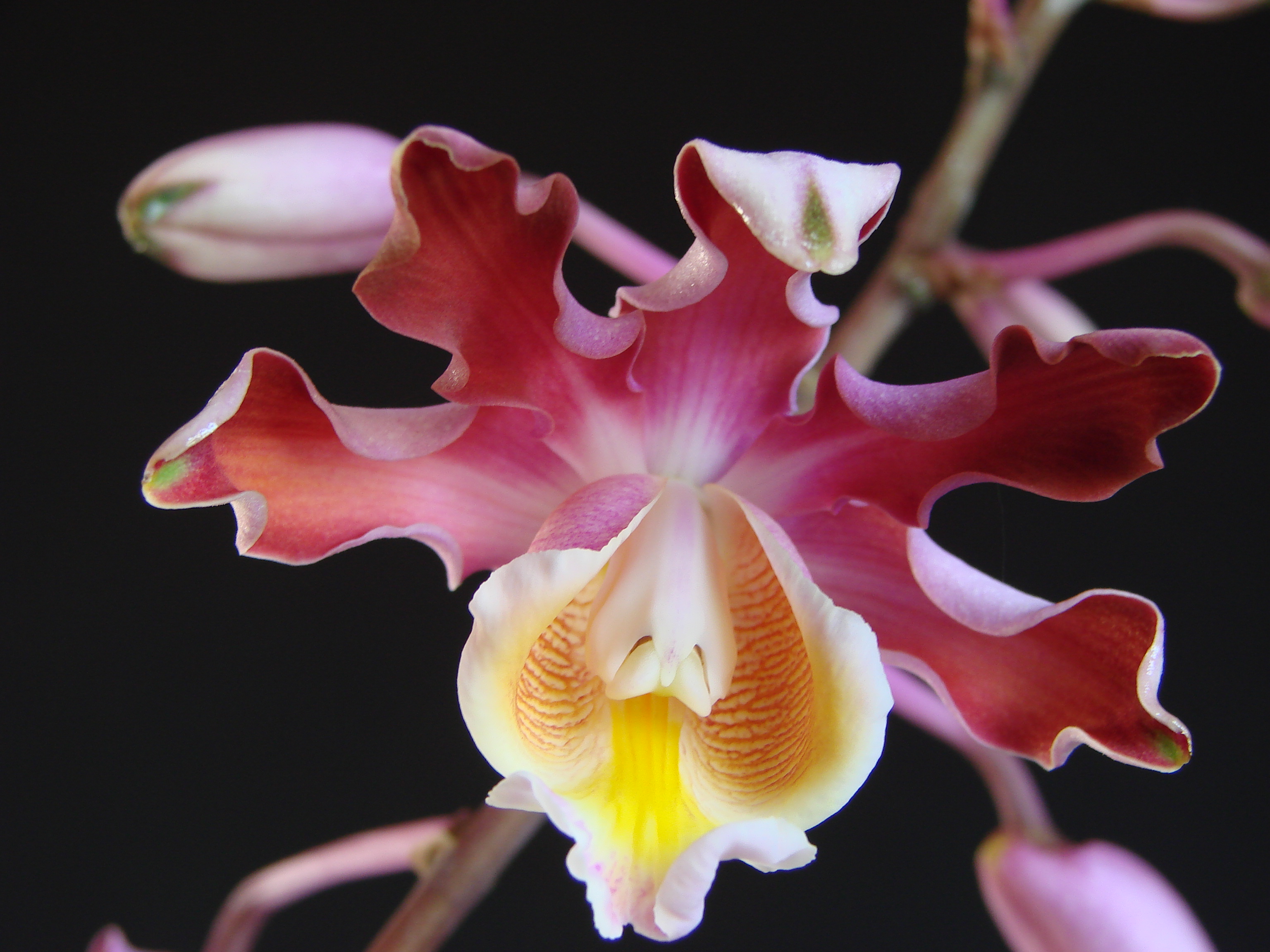 Dendrochilum cobbianum