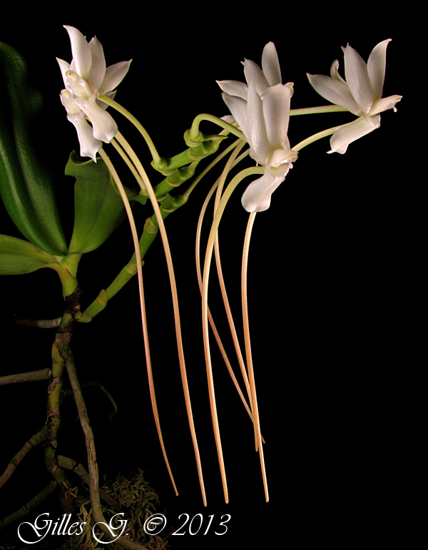 Aerangis cryptodon