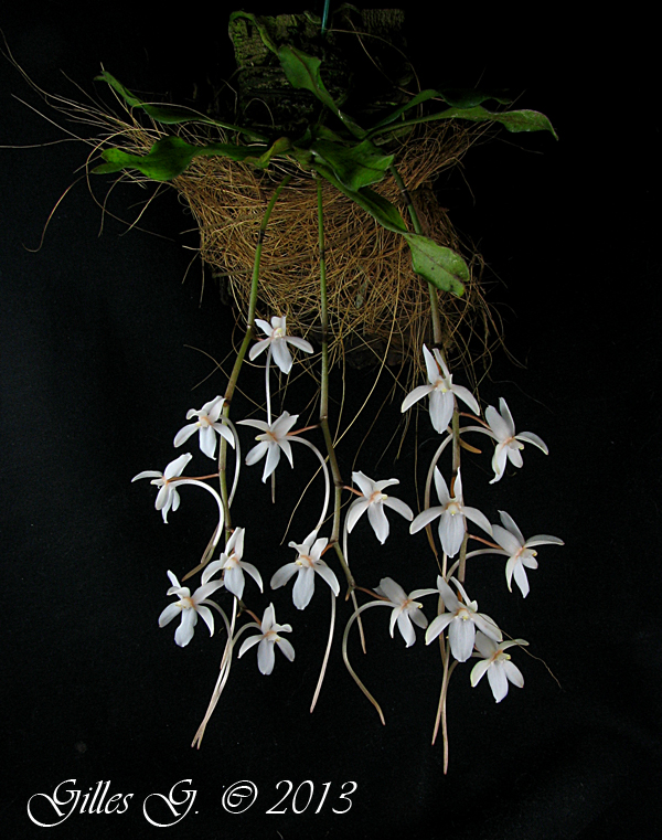 Aerangis mystacidii