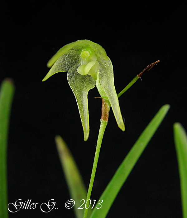 Aeranthes ecalcarata