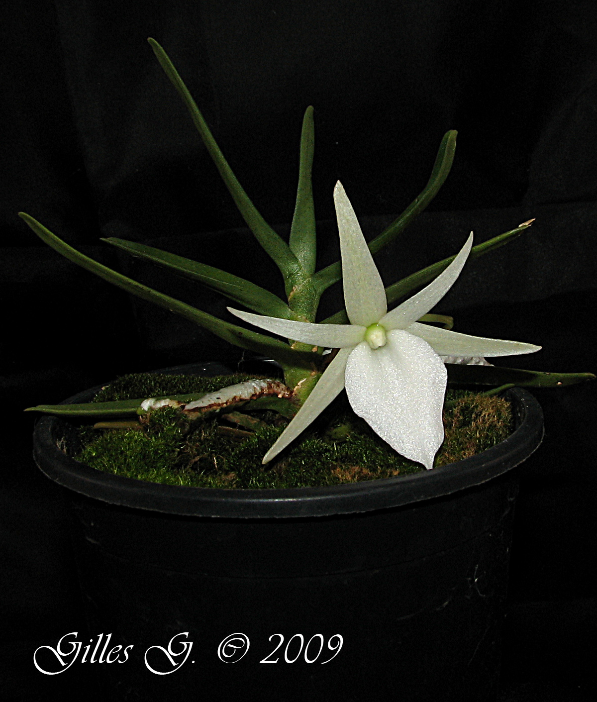 Angraecum didieri