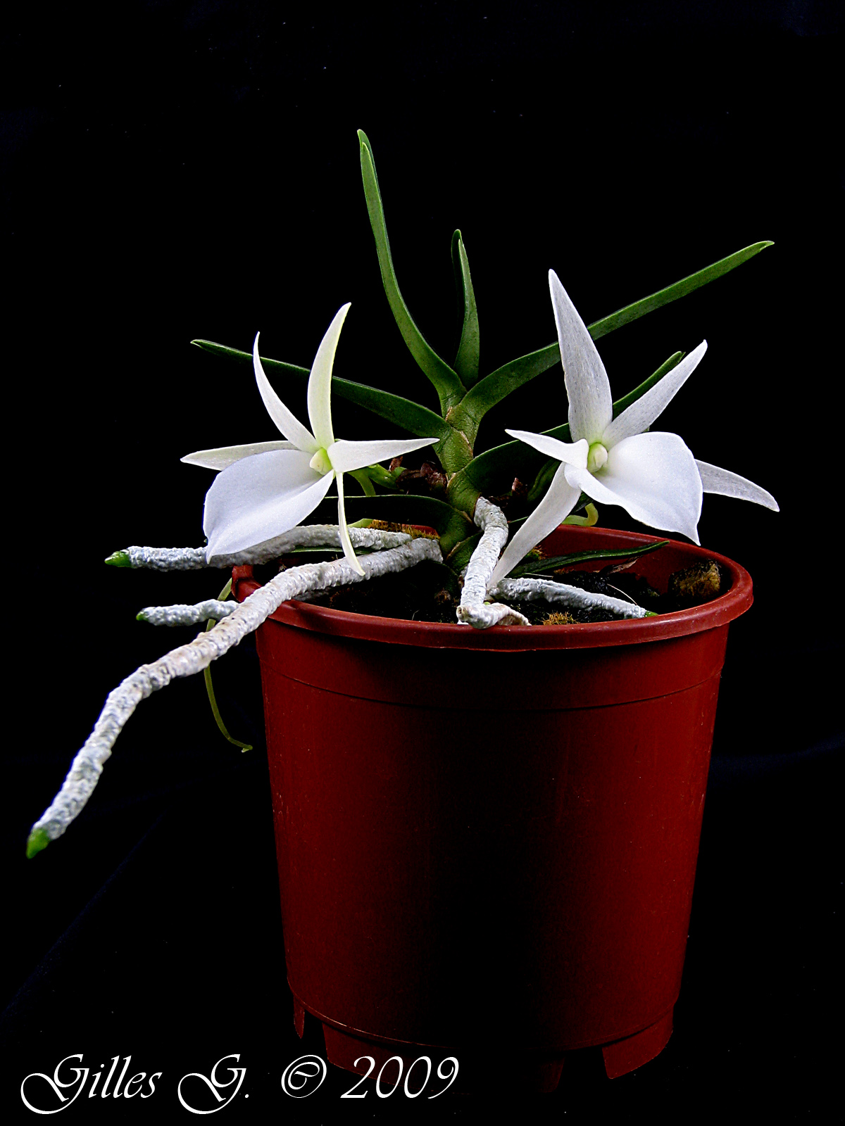 Angraecum didieri x maharavense