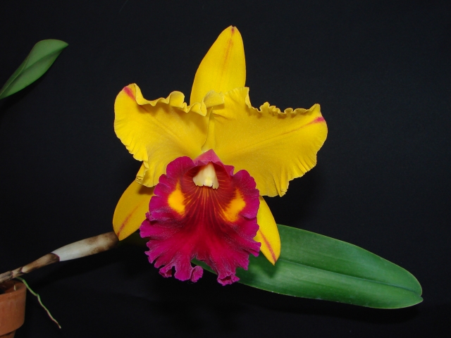 Blc Tainan Gold