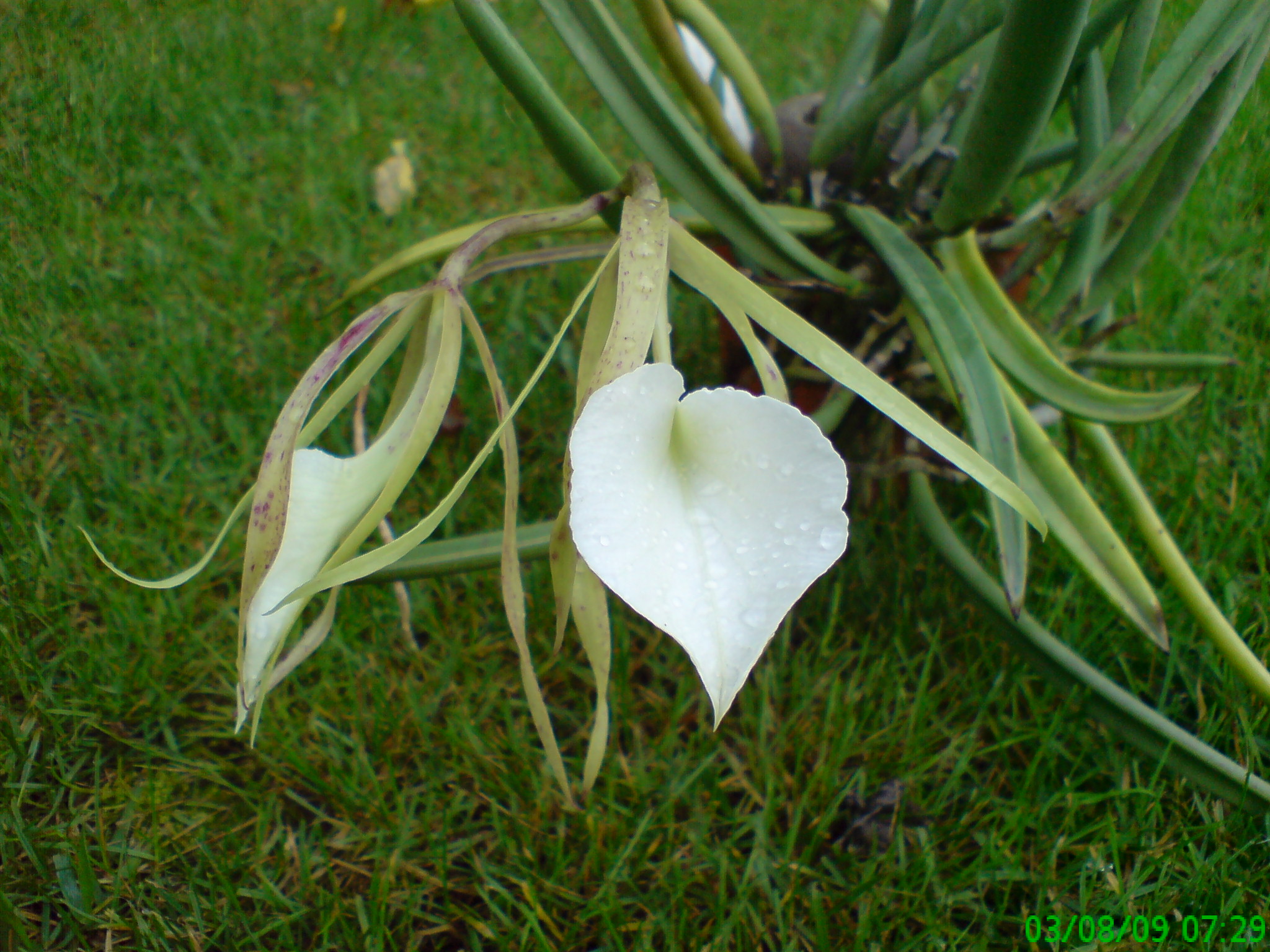 Brassovola nodosa