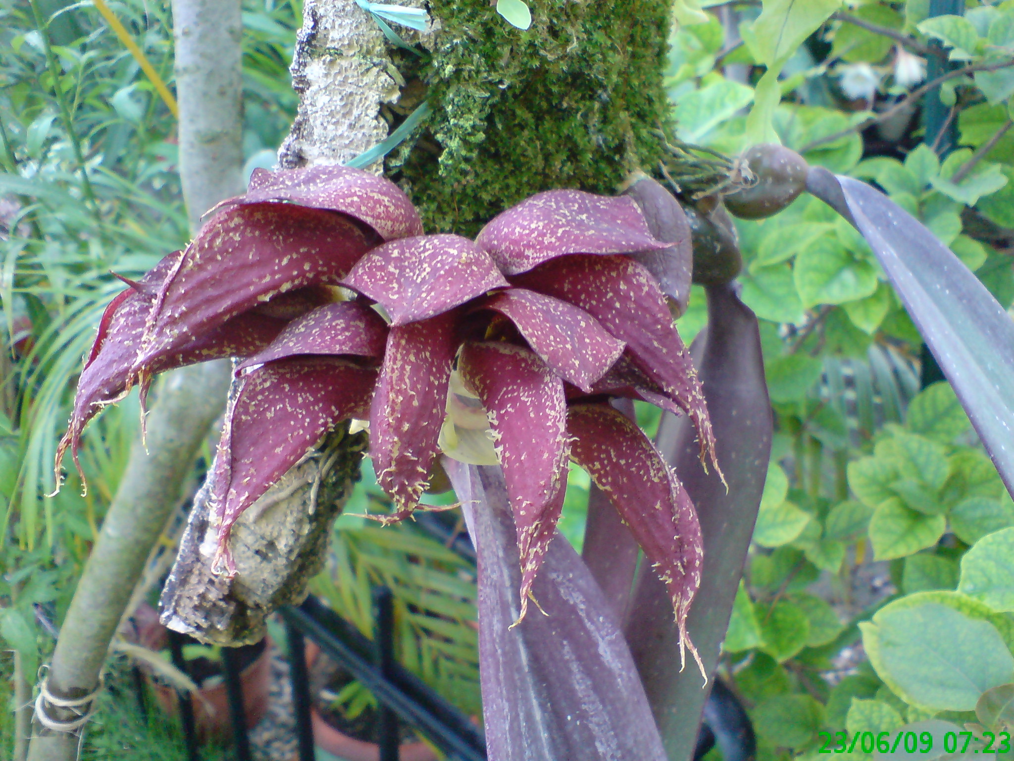 Bulbophilum fletcherianum