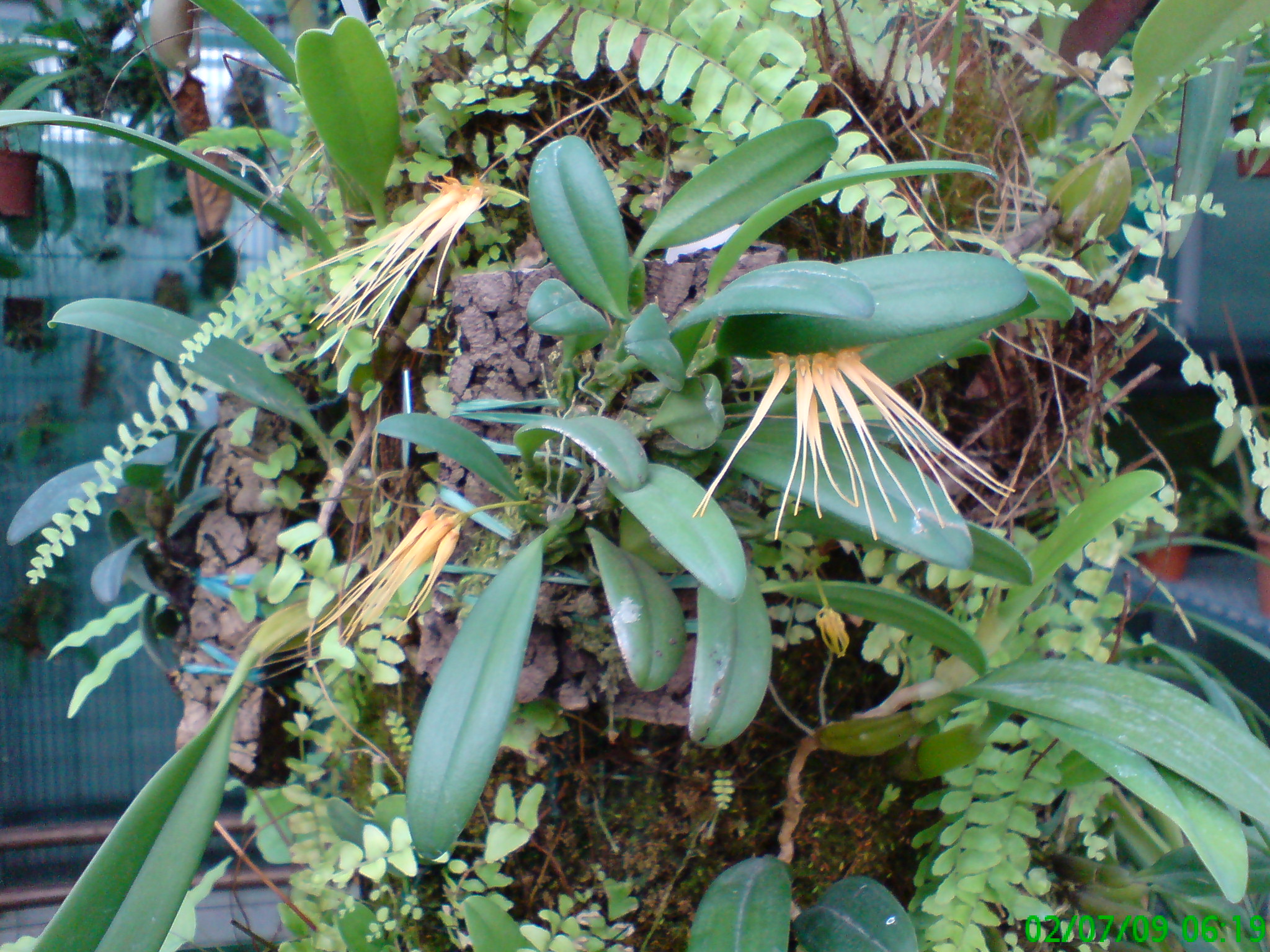 Bulbophyllum tingabarinum