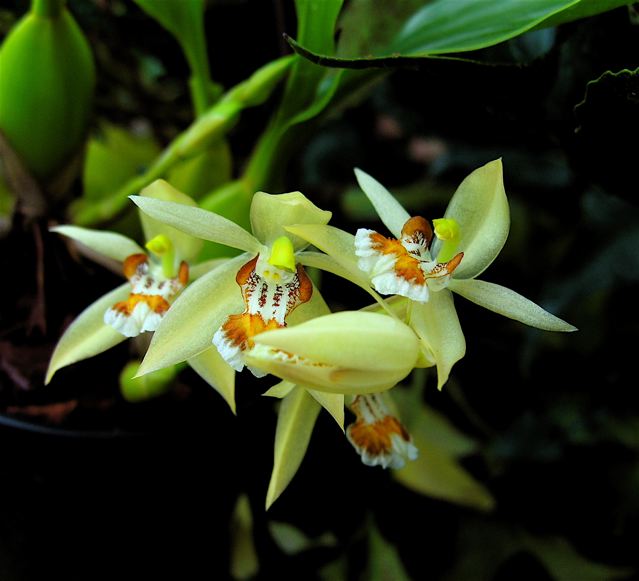 Coelogyne lentiginosa