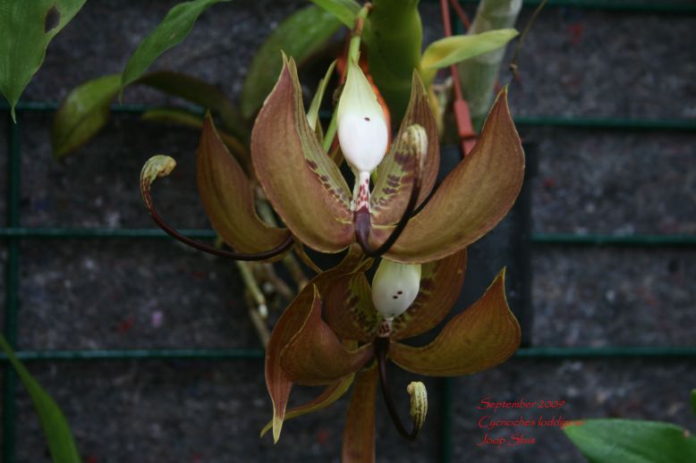 Cycnoches loddigesii