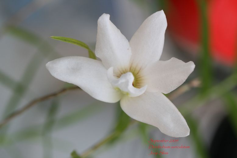 Dendrobium auriculatum