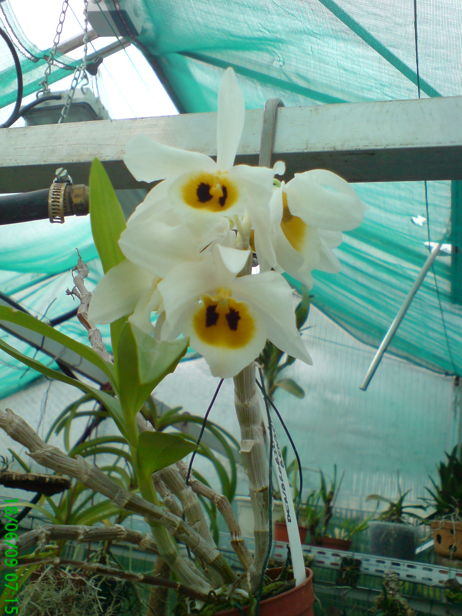 Dendrobium bensonii