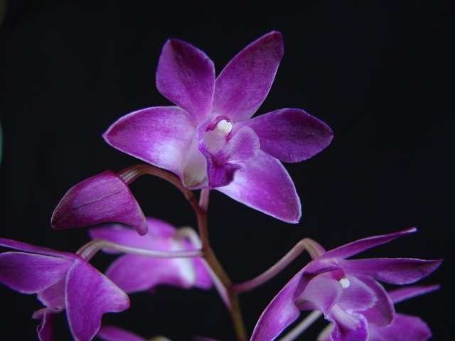 Dendrobium kingianum