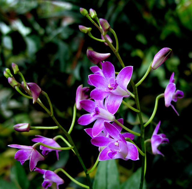 Dendrobium kingianum