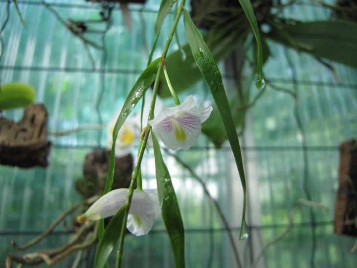Dendrobium linarifulium