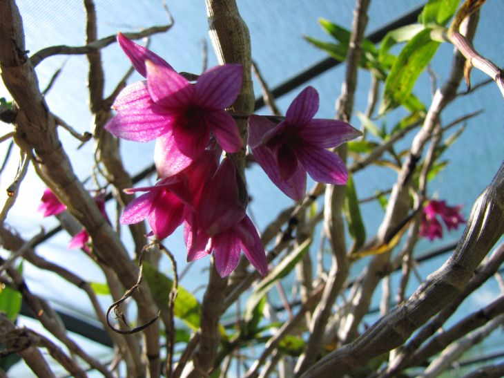 Dendrobium sp