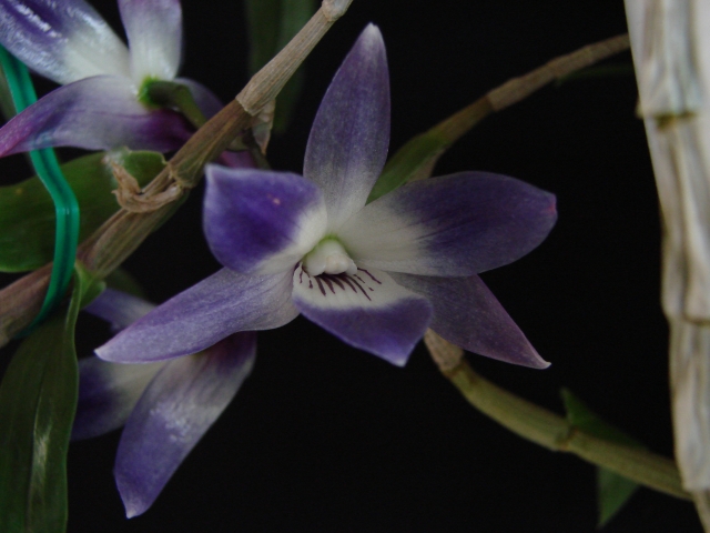 Dendrobium victoriae reginae