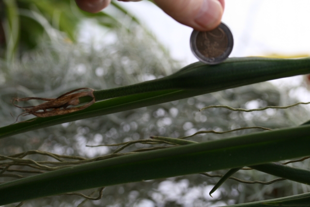 Epidendrum Parkinsonium