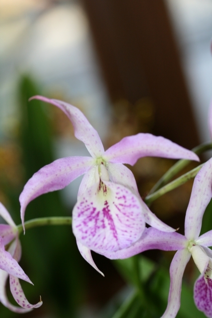  Leila cattleya sp