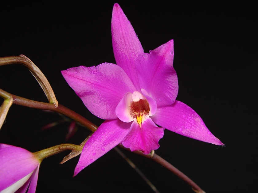 Laelia gouldiana