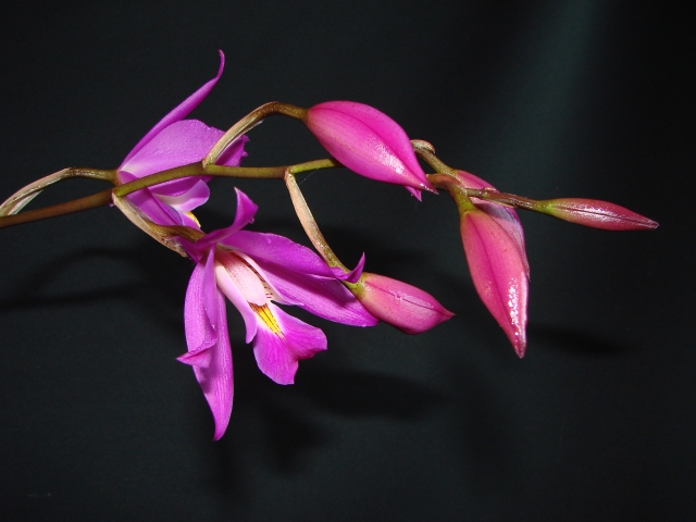 Laelia gouldiana