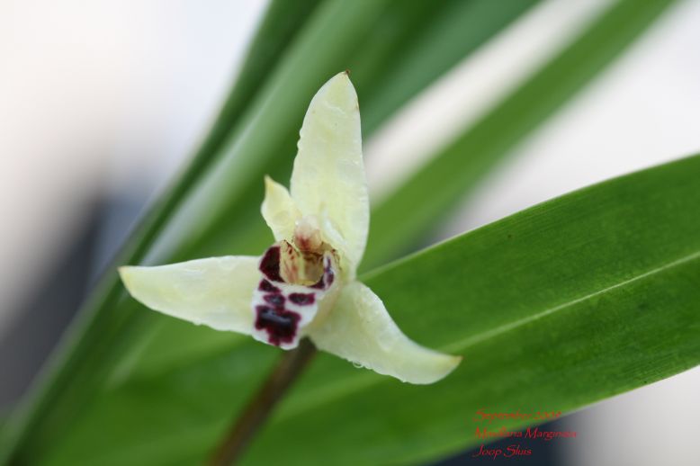 Maxillaria Marginata