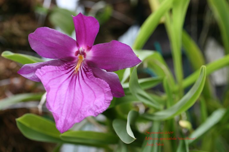 Miltonia spectabilis atrorubens