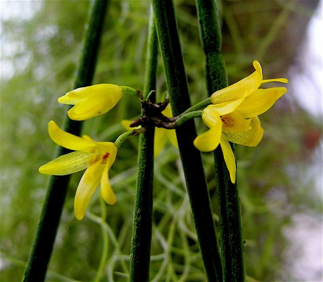 Octomeria grandiflora