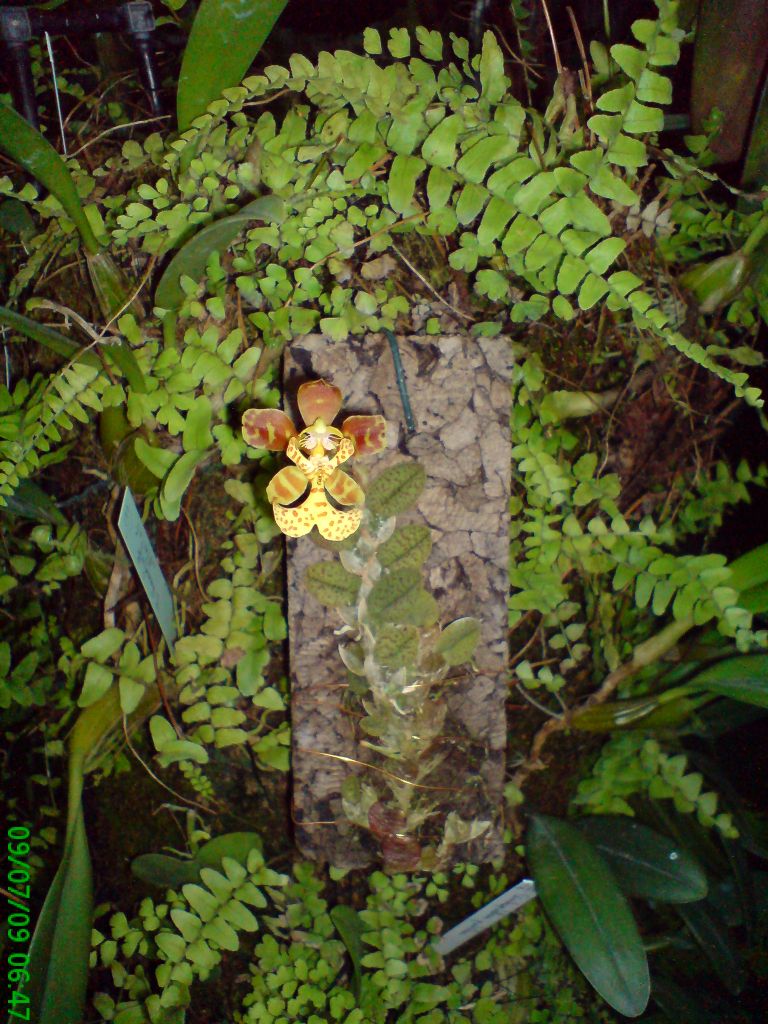 Psychopsis limminghei